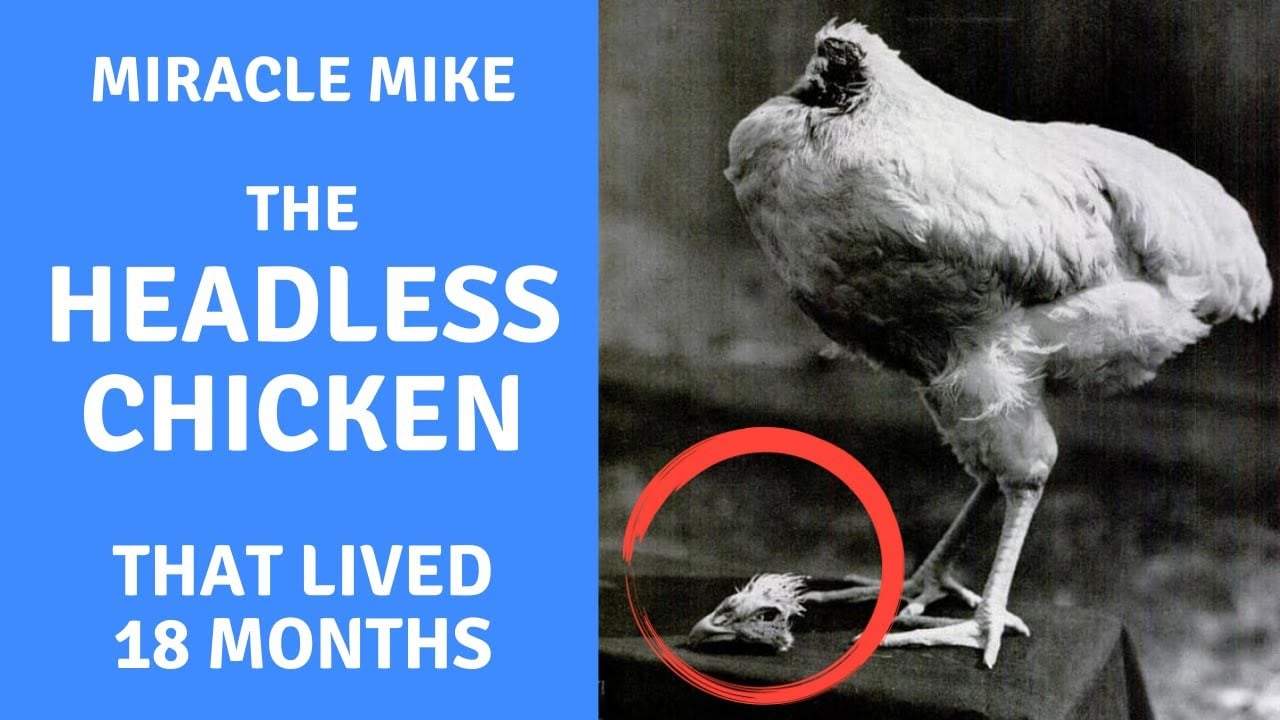 Unbelievable Resilience: How a Headless Chicken Defied the Odds and Survived the Most Severe TBI for 18 Months