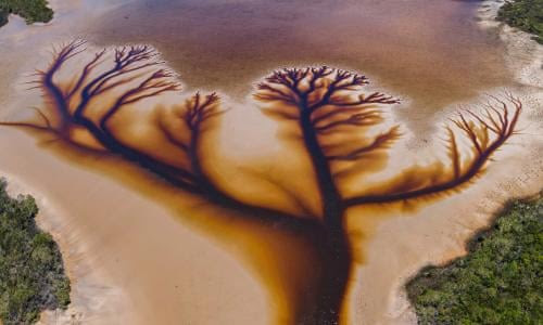 Australian "Tree of Life" With An Uncanny Resemblance To An Often Injured Part Of The Human Brain